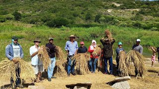 FARTURA NO SERTÃO. SEU ONOFRE REÚNE A FAMÍLIA PARA BATER O ARROZ NO ROÇADO, TRADIÇÃO NORDESTINA.