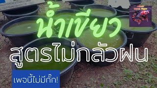 EP.14 น้ำเขียวเลี้ยงไรแดง สูตรไม่กลัวฝน น้ำเขียวสูตรไม่กลัวฝน ปรับนิดเดียว เขียวทั้งสัปดาห์!