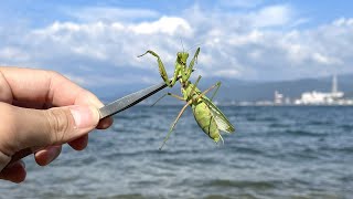 寄生されたカマキリを海に落とすと...