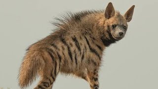 attacked injured Indian Hyena (lakadbaggha) लकड़बग्घा captured by I.F.S wildlife rescued