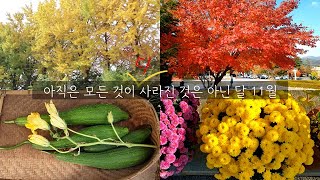 [앙또 꼬숑] 아직은 모든 것이다 사라지지 않은 달 11월/자작나무 멀칭/수레국화밭/흰동백 피는 계절/선반 만들기 목공작업