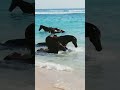 Bucket list experience watching horses on the beach in Indonesia 🐴🌊 || #shorts