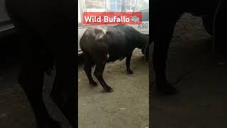 Wild Bufallo Carabao @mabstvko #wild #bufallo  #wildanimals #rareanimals #shortsviral #viralshorts