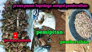 proses panen kapulaga dari panen hingga siap jual//harga kapulaga hari ini