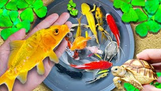 Catch Amazingly Colorful Ornamental TurtlesIn Caves, Koi Fish, Guppies, Angelfish |Fishing Video