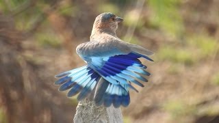 Neelkanth - Pala Pitta - Indian Roller Bird  - A Beautiful Close up View - नीलकंठ - Dussehra Special