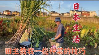 日本生活vlog/日本田主教我种菜小技巧！我用紫苏梅醋腌生姜