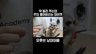 약 발라주는데 주인 물어버리는 미어캣