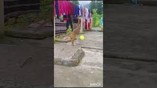 Monkey funny video #funny #shortvideos #funnyvideos