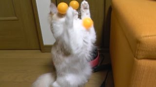 《甘えんぼ猫 ラズリ》ハエ叩きディフェンスを習得した猫 -ノルウェージャンフォレストキャット-