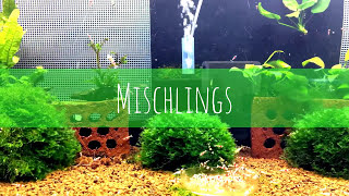 Aquarium Shrimp Mischlings  [Cross-Breed Hybrids] - Shrimp Keeping