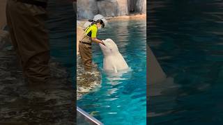 ベルーガ　飼育員さんの手をパックン　【名古屋港水族館】Beluga Nagoya Aquarium