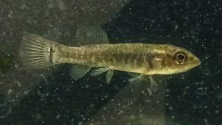 Native Fish Care: Central Mudminnow