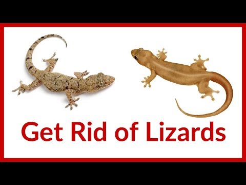 How to Get Rid of Lizards at Home | 11 Home Remedies to Get Rid of Lizards How to Get Rid of Lizards at Home | 11 Home Remedies to Get Rid of Lizards
