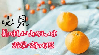 【美味しいポイント】甘いみかんにはお尻に特徴があります。　3/5