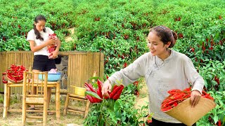 Harvesting Chilies & Tomatoes – Selling at the Market & Preserving Chilies | Linh Đan’s Farm Life