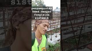 #shorts penyemprotan hama jamur dengan fungisida sistemik