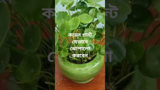 যাদের কয়েন প্লান্ট ঝোপালো হয় না।তাদের জন্য আজকের ভিডিও #garden  #coin #indoorplants #short