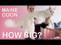 How big is Maine Coon cat? (full version)