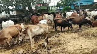 Vaniyamkulam Cattle Market, Palakkad  വാണിയംകുളം കന്നുകാലി ചന്ത, പാലക്കാട് #Palakkad Attractions