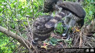 20200520 鳳頭蒼鷹直播回顧－鳳爸回家偷吃，鳳媽一回家鳳爸立刻連食物都帶走 Crested Goshawk Nest Cam