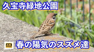 久宝寺緑地春の公園のスズメ・雀・すずめ達