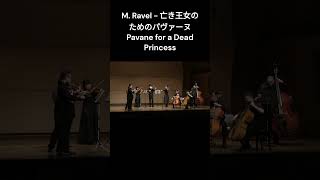 【Highlight】 M. Ravel - 亡き王女のためのパヴァーヌ （弦楽合奏版）- Pavane pour une infante défunte #Shorts