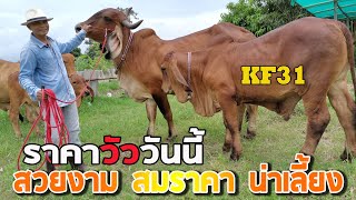 #เปิดราคาวัวหน้าคอก 7 ตัว วัวงามลูกกระทบ วัวแม่ลูก KF31 สวยๆ ประกันท้อง ราคาต่อรองได้เยอะ จ.ร้อยเอ็ด