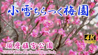 [4K]【 神戸 梅名所 須磨離宮公園 】～小雪ちらつく梅園～