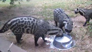 African Civet Cats Banquet