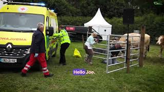 Farm Accident Re-enactment  -   Handling a Cow and Calf