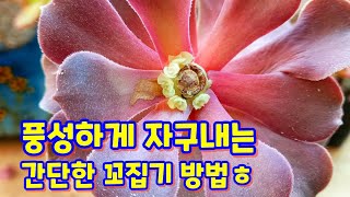 풍성하게 자구나오게 하는 꼬집기 방법 ㅎ 스타버스트  꼬집기 해주었습니다 ㅎ