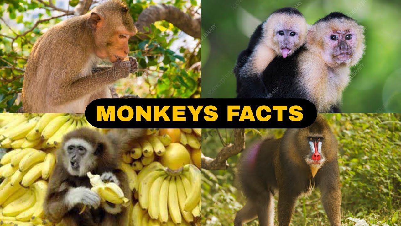 Monkey Facts Monkey Fact Video Monkey Video Youtube