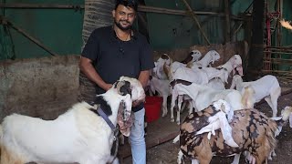 Record Se Bhi Sasta Wo Bhi Farm Climate Set Goats Looto Aur Shouk Karo || Laiba Goat Farm Mumbai ||