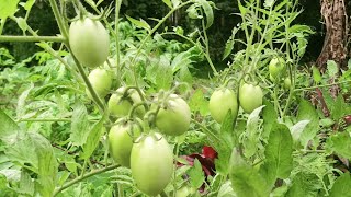 ನಮ್ಮಲ್ಲಿ ಬೆಳೆಸಿದ ಸಾವಯವ ಟೊಮೇಟೊ/ organic tomato plant