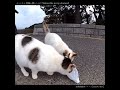 ビニール袋を取り合うもゴミだと気付く猫が可愛い