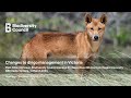 new changes to dingo management in victoria. abc radio interview of prof euan ritchie. 16 mar 2024