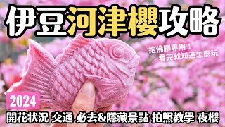 2024靜岡伊豆河津櫻攻略🌸永久保存版/抱佛腳用 5訪經驗全分享 何時滿開？交通方法？必去必吃？夜櫻？注意事項