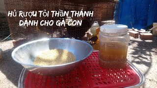 Tác dụng của rượu tỏi đối với gà con