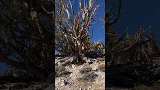 树根抓住了水土，但暴露在外导致了树的死亡  #tree #natureprotection