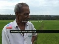 gandhakasala aromatic rice destroyed in wayanad chuttuvattom news