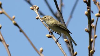 Chiffchaff