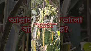 আল্লাহ সবচেয়ে ভালো বাসেন কাকে?  #আহমাদুল্লাহ #ইসলামিক_ভিডিও