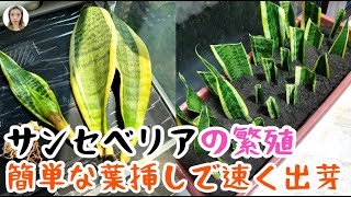 サンセベリアの増やし方、3つの方法で根も芽も大量に出すコツ公開！初心者でも100%成功する繁殖テクニック！|花子