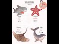 ฝึกออกเสียงคำศัพท์ภาษาอังกฤษ english vocabulary sea animals สัตว์ทะเล เรียนภาษาอังกฤษ