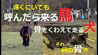 【ミニチュアホース】【犬の散歩】何の骨？タケが骨を拾って来ました！／呼んだら来た馬