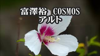 宮澤裕　COSMOS(コスモス)(混声３部)　アルト　「ニューコーラスフレンズ」より