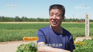 《三农群英汇》 20221006 誓把“土蛋蛋”变成“金豆豆”|农业致富经 Agriculture And Farming