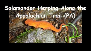 Pennsylvania Salamander Herping on the Appalachian Trail