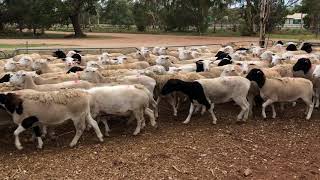 CARSTAIR STN SIL EWES AT OUYEN